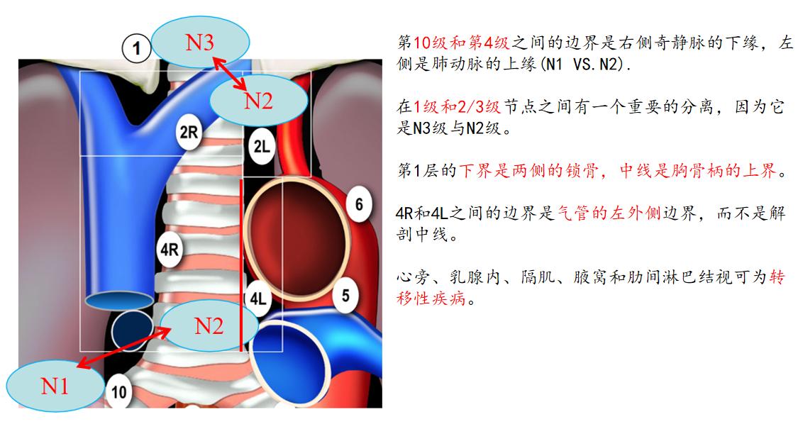 肺癌最新分期解析，影响与意义深度探讨