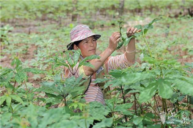 中药种植领域最新动态及趋势解析