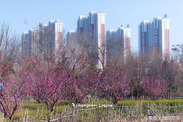 阴阳师花合最新探索，游戏新篇章开启