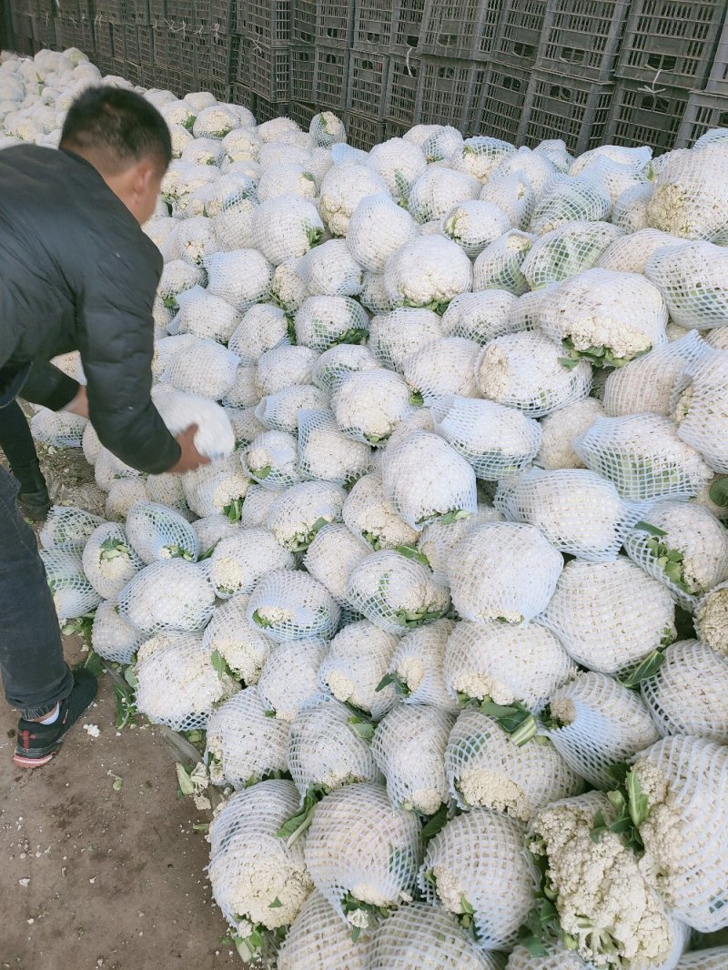 花菜价格走势揭秘，最新价格、市场趋势与影响因素深度剖析