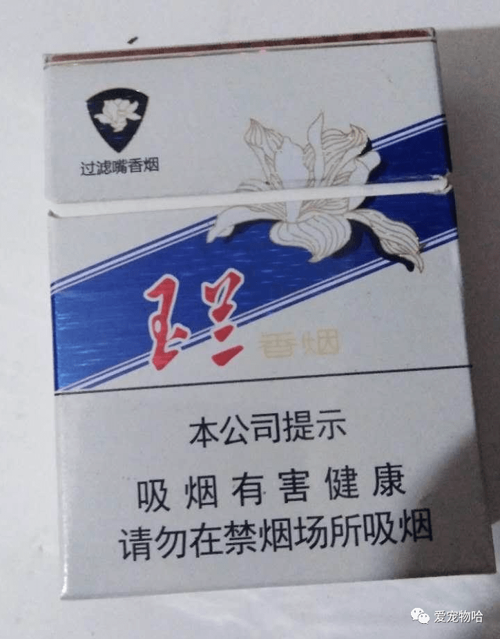 最新洛烟，深度探索与解读