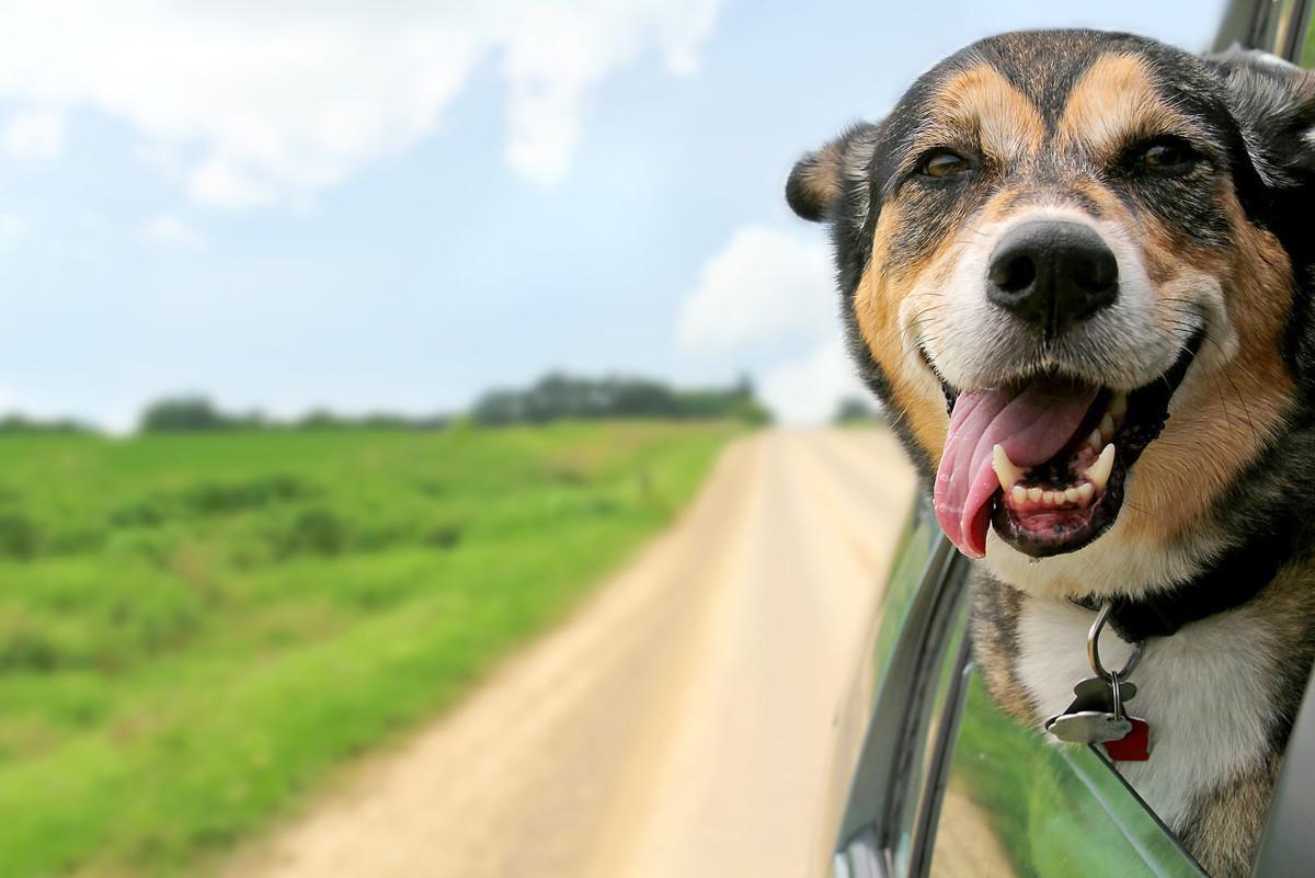 疫情下猫狗的角色与影响探究