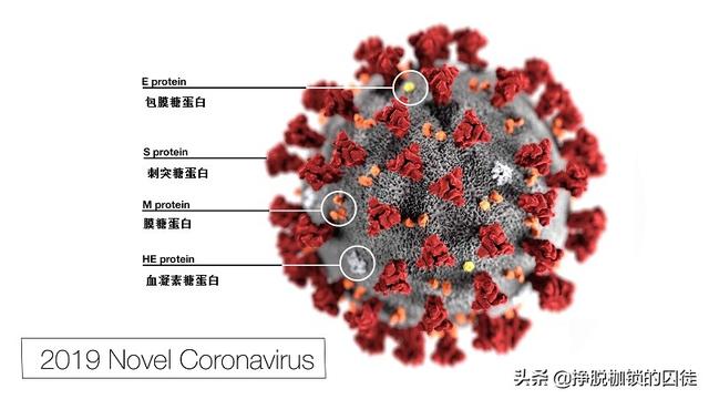 最新病毒根源揭秘，探索、理解与应对策略