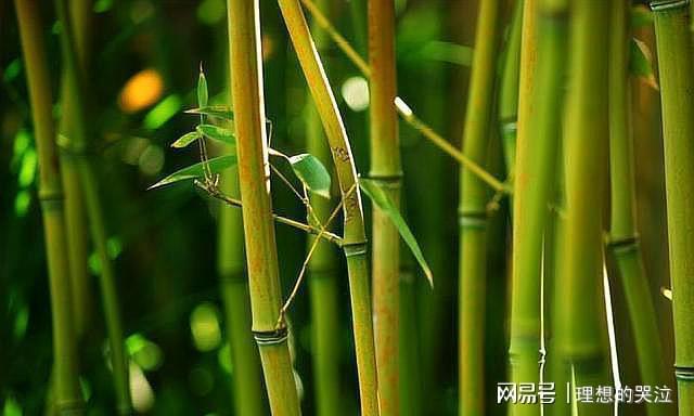 南山兵茎，最新探索与突破