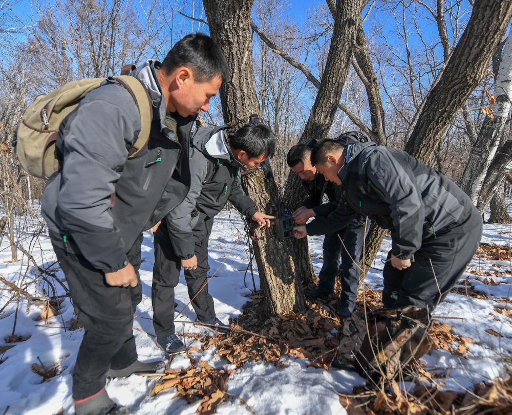 东北虎啸新篇章，保护与研究动态揭秘