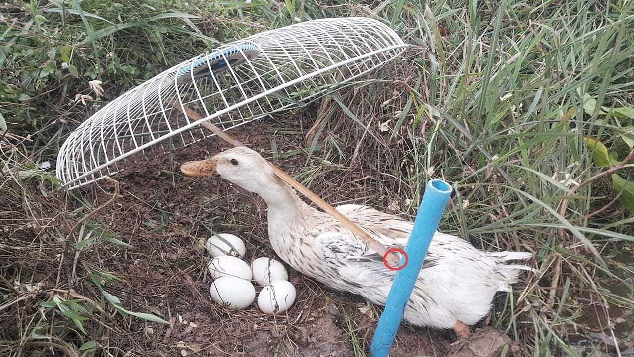 老鸭窝最新版本的独特魅力深度游记