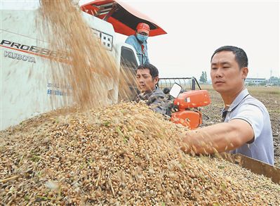 河南小麦收购价格最新动态解析